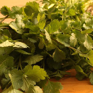 Coriandro OE (Coriandrum Sativum)