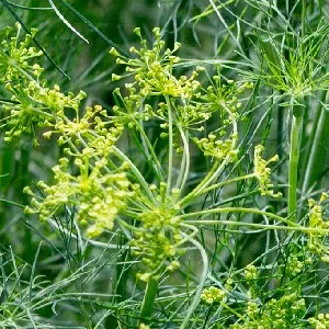 Funcho Doce OE (Foeniculum Vulgare)