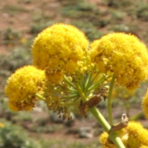 Gálbano OE (Ferula galbaniflua Boiss. And Buhse)