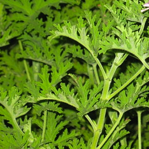 Gerânio Bourbon OE (Pelargonium graveolens I`Herit)