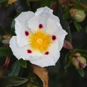 Labdano Resinóide (Cistus Ladaniferus).