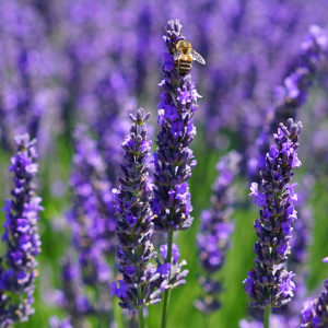 Lavanda Extra OE (Lavandula Officinalis)