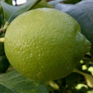 Limão Siciliano OE