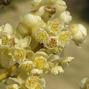 : Litsea Cubeba OE (Litsea Cubeba)