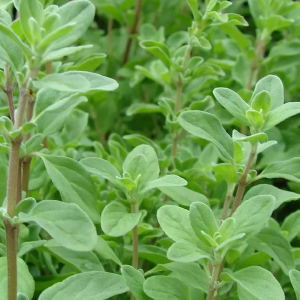 Manjerona OE (Majorana hortensis Moench)