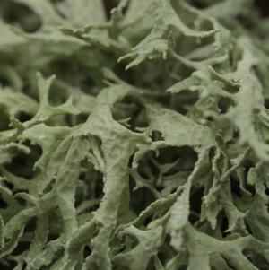 Musgo de Carvalho Abs Verde