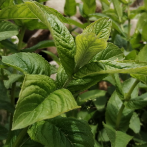 Menta Tri-Retificada OE