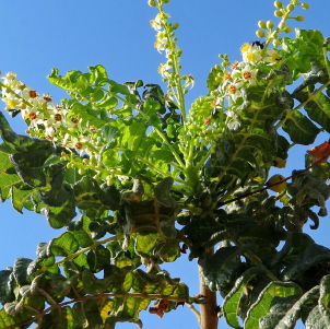 Olibano OE (Boswellia carterii Birdw)