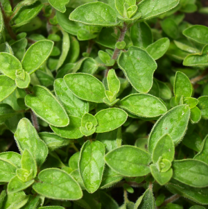 Orégano OE (Thymus Capitatus)