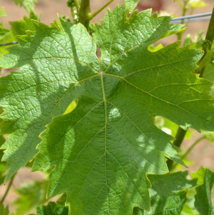 Petitgrain Paraguai OE