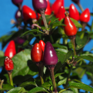 Pimenta Berry OE (Pimenta Officinalis Lindl.)