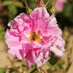 Rosa Damascena OE (Rosa damascena Mill.)