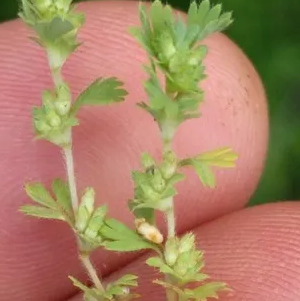 Salsa Sementes OE – Obtido por destilação a vapor das sementes da espécie Petroselinum crispum.