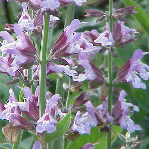 Sálvia Oficinalis OE