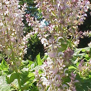 Sálvia Sclarea OE