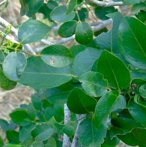 Sândalo Amiris OE (Amyris Balsamifera)