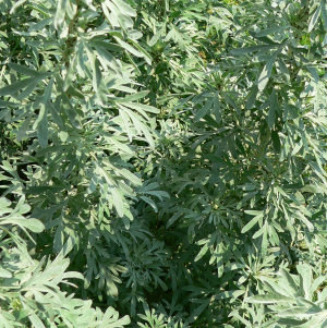 Wormwood OE (Absinto OE)