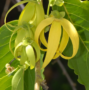 Ylang Ylang III OE (Obtido por destilação a vapor das flores da espécie Cananga odorata)