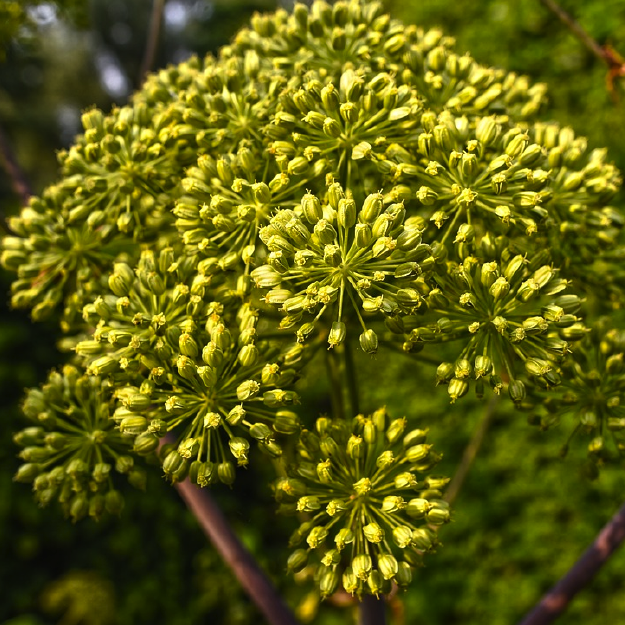 Angélica OE (Angelica Archangelica L.)