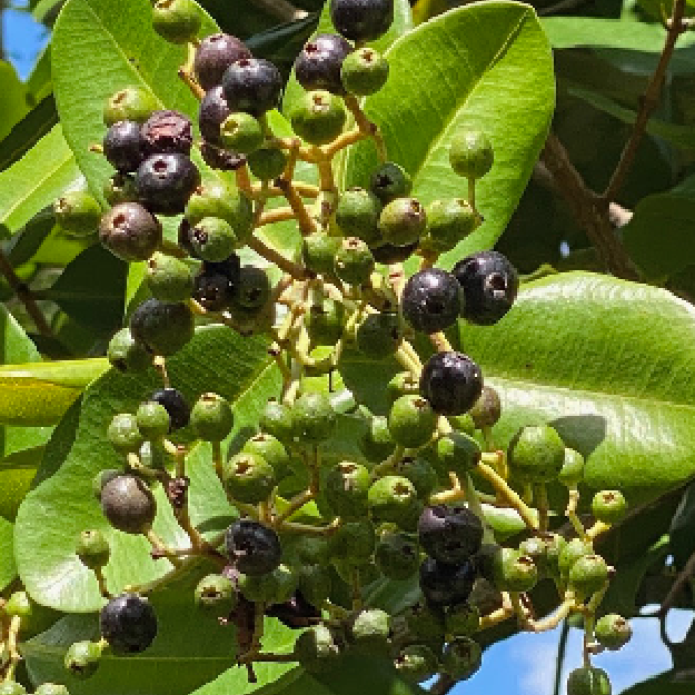 Bay OE (Obtido por destilação a vapor das folhas frescas da espécie Pimenta Racemosa)