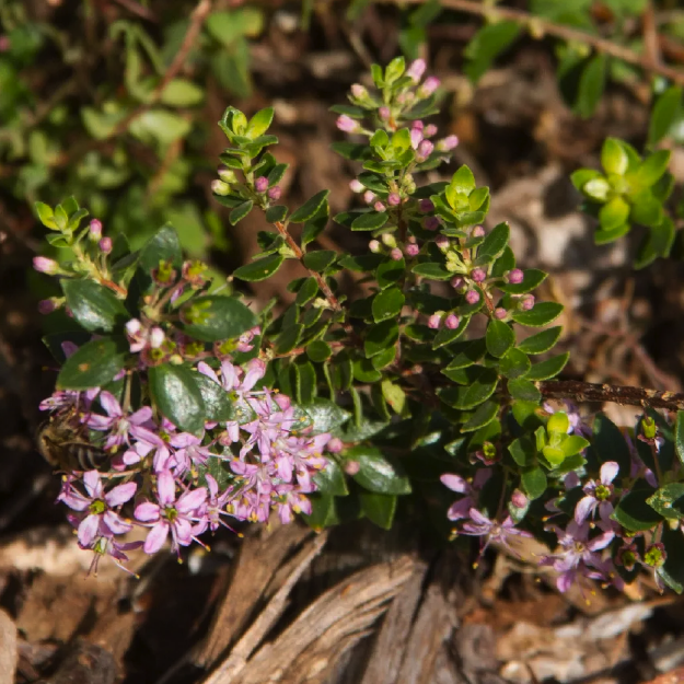 Buchu OE (Barosma spp)