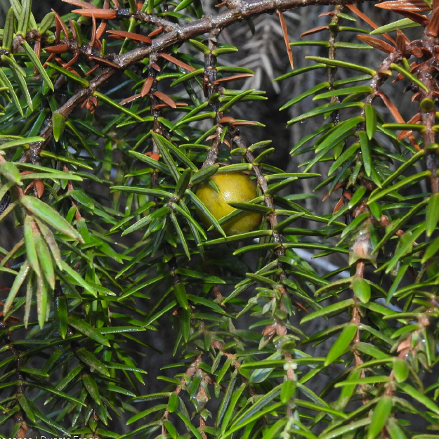 Cade OE Retificado (Juniperus Oxycedrus)