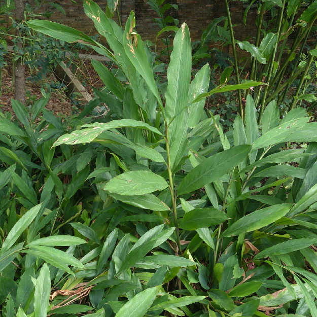 Cardamomo OE (Obtido por destilação a vapor das sementes secas da espécie Ellettaria Cardamomum)