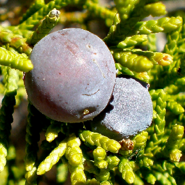 Cedro OE (Juniperus Mexicana)