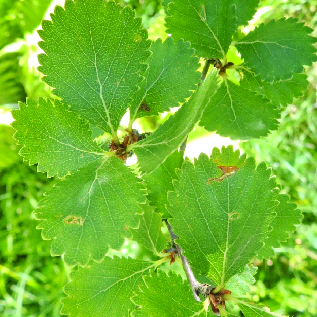 BETULA RETIFICADA OE
