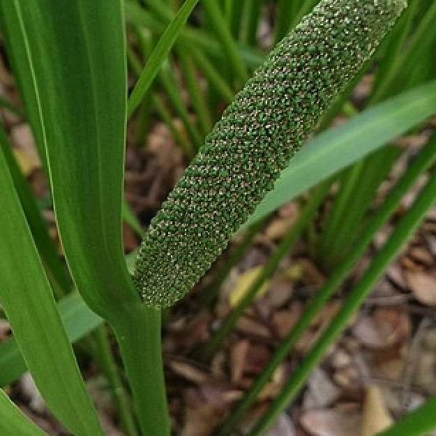 CALAMUS OE