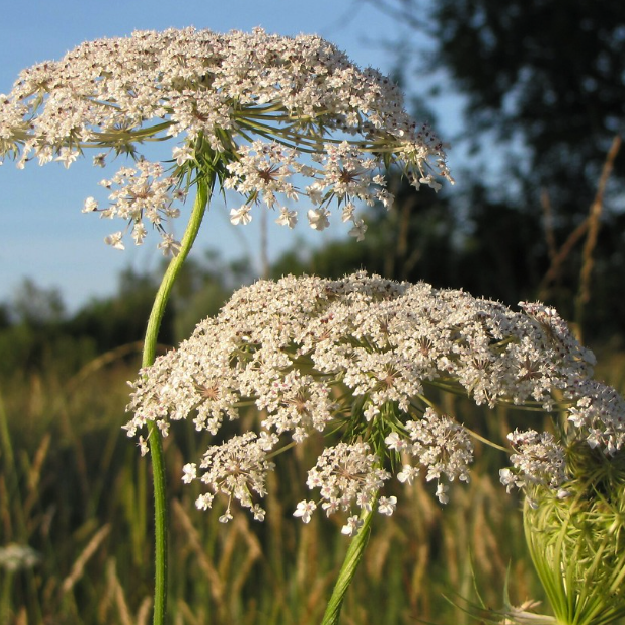 Cenoura Sementes OE (Daucus carota)