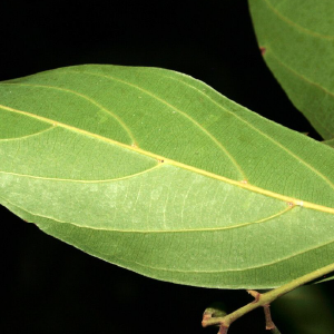 Louro Folhas OE (Laurus nobilis L.)