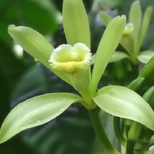 Vanilina Natural (ex. óleo de cravo)