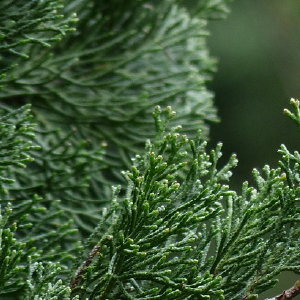 Cupressus OE (Cupressus sempervirens L.)