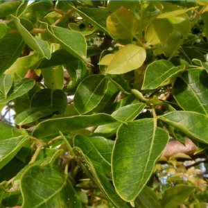 Elemi OE (Canarium spp) Elemi OE (Canarium spp)