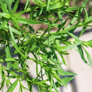 Estragão OE Estragão OE