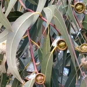 Eucalipto Globulus OE (Eucalyptus Globulus) Eucalipto Globulus OE (Eucalyptus Globulus)