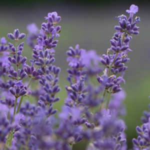 Lavandin Grosso Extra OE (Lavandula Hybrida Reverchon) Lavandin Grosso Extra OE (Lavandula Hybrida Reverchon)