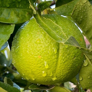 Limão Tahiti OE (Citrus Latifolia) Limão Tahiti OE (Citrus Latifolia)