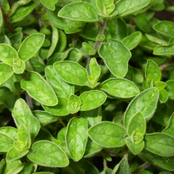 Orégano OE (Thymus Capitatus)