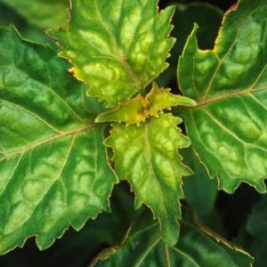 Patchouli Dark OE