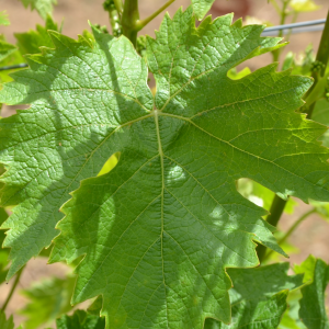 Petitgrain Paraguai OE