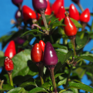 Pimenta Berry OE (Pimenta Officinalis Lindl.)