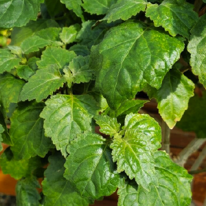 Patchouli Light OE (Pogostemon Cablin) Patchouli Light OE (Pogostemon Cablin)