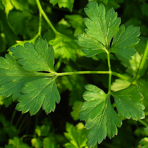 Salsa Folhas OE (Petroselinum crispum)