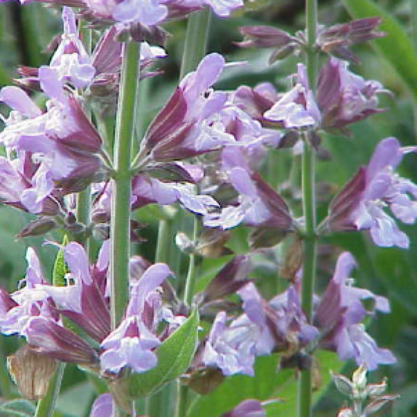 Sálvia Oficinalis OE