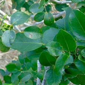 Sândalo Amiris OE (Amyris Balsamifera)