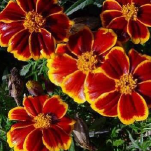 Tagete OE Extra (Tegetes minuta L.)