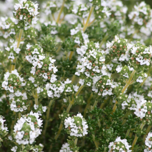 Tomilho Branco OE (Thymus Vulgaris)