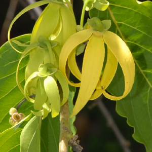 Ylang Ylang III OE (Obtido por destilação a vapor das flores da espécie Cananga odorata) Ylang Ylang III OE (Obtido por destilação a vapor das flores da espécie Cananga odorata)